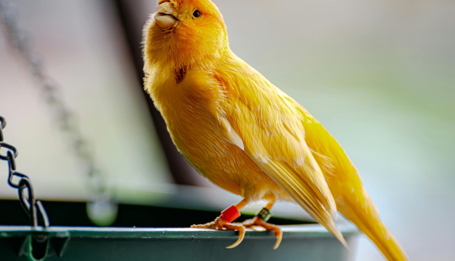 canary